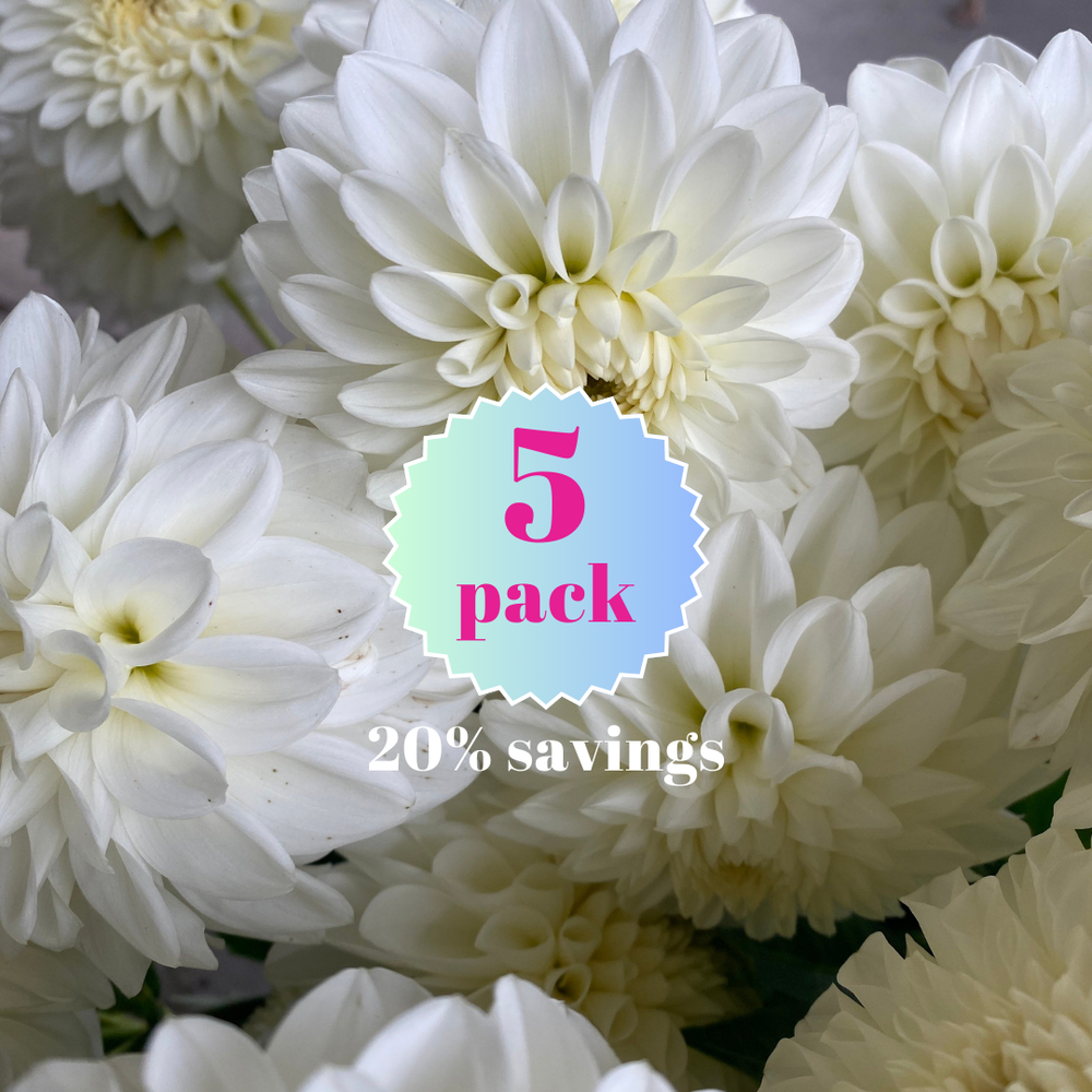 Brookside Snowball Dahlia Tubers for Sale — Heirloom Soul Florals